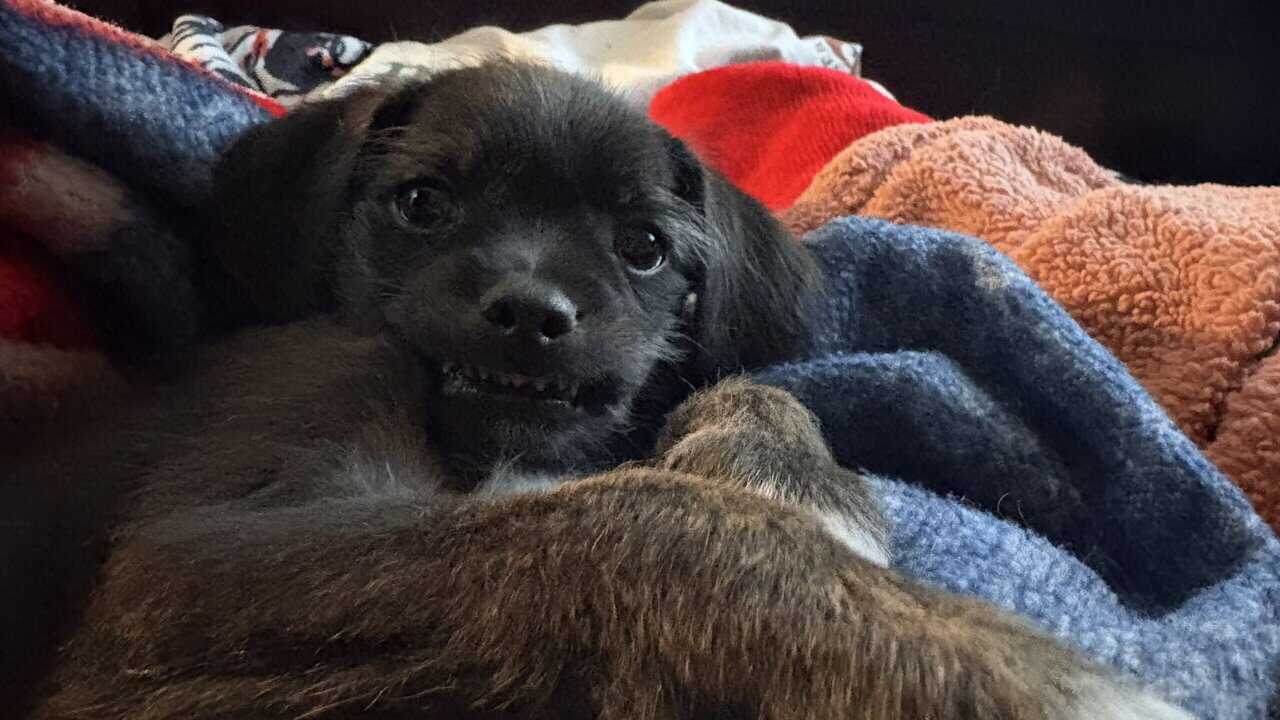 Mixed chihuahua puppy image 4
