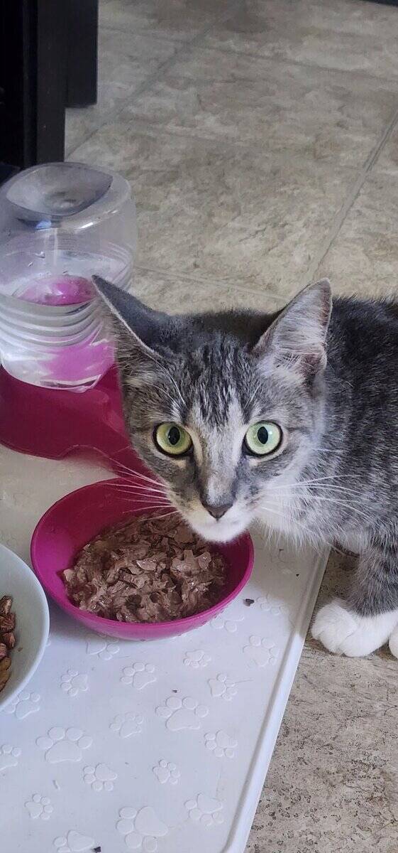2 yr. Old Opal needs a home badly! image 1