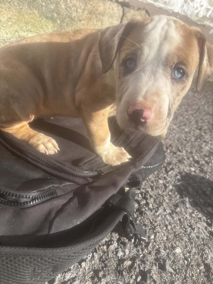 Blue eye female Merle Bully puppy image 1
