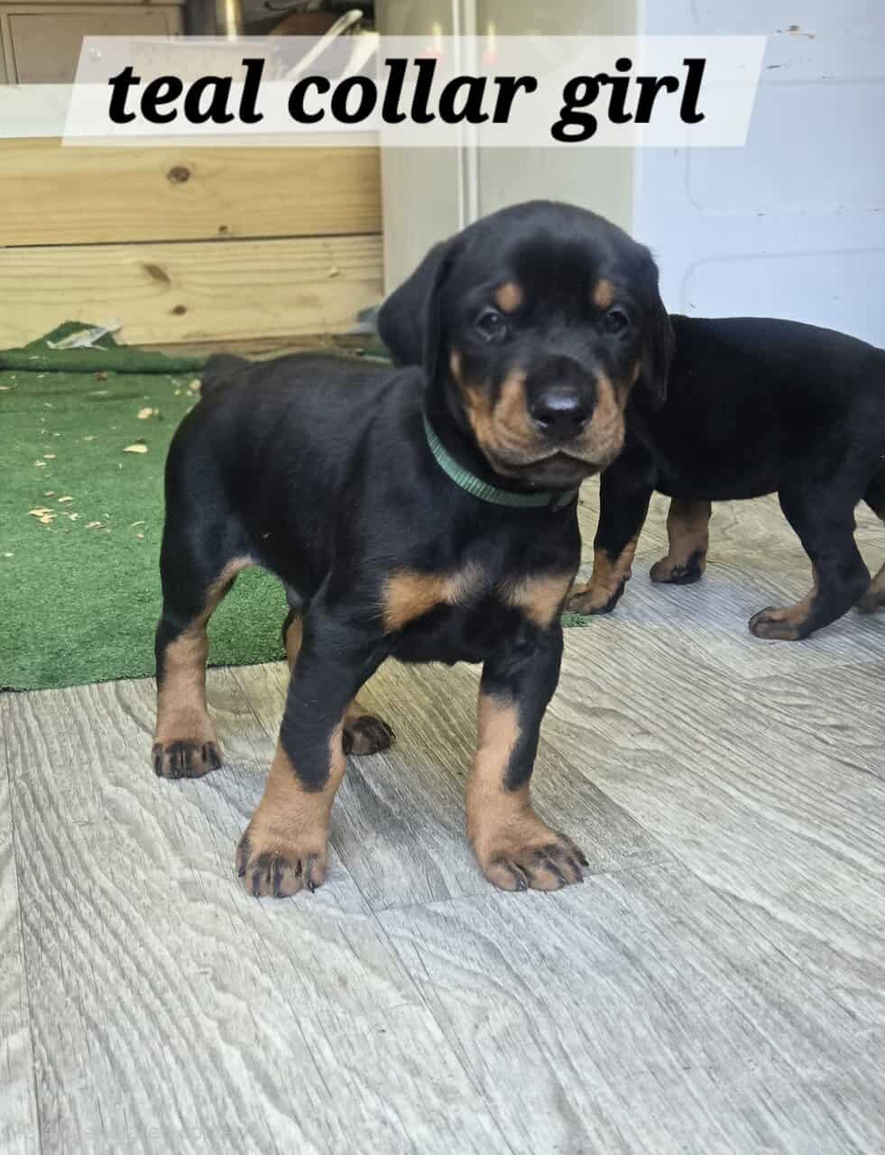 AKC Registered European Doberman image 3