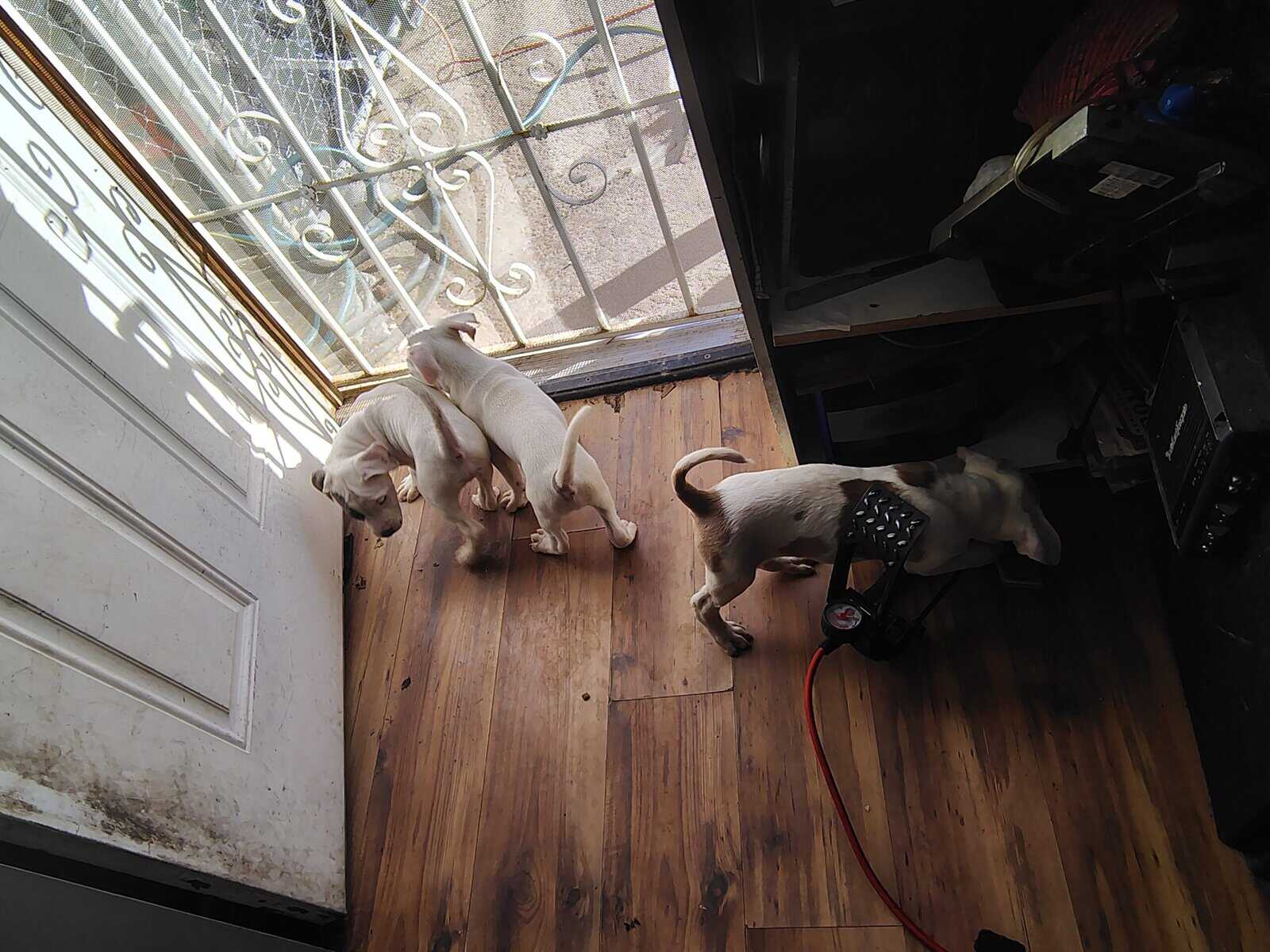 REHOMING PITBULL PUPPIES ASAP image 13
