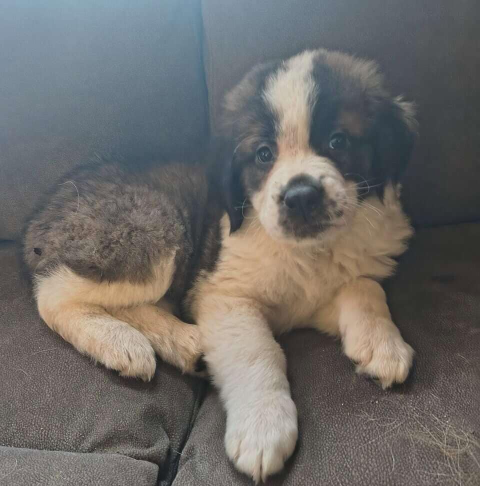 Saint Bernard puppies image 1