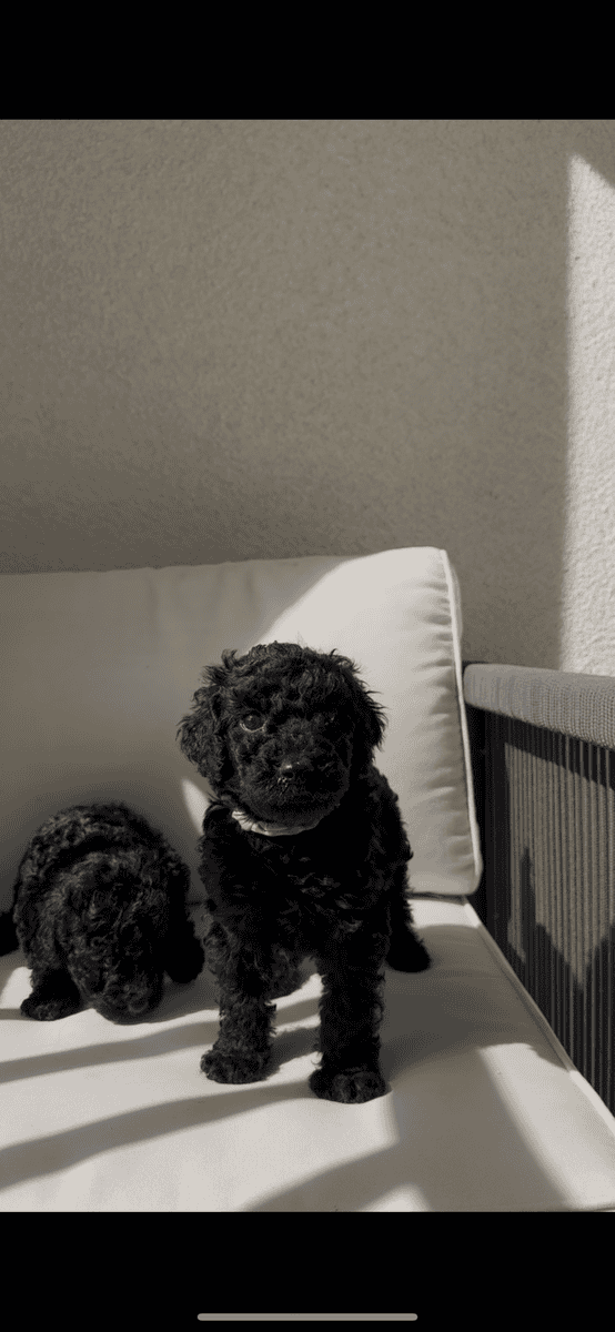 Standard Poodle Puppies – Family Raised – Ready image 18