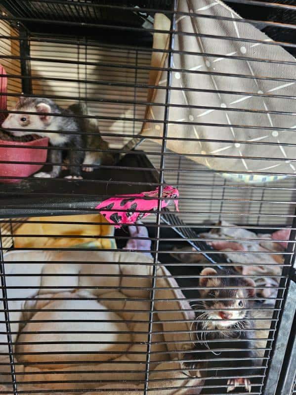 2 sweet male sibling ferrets for rehoming image 14