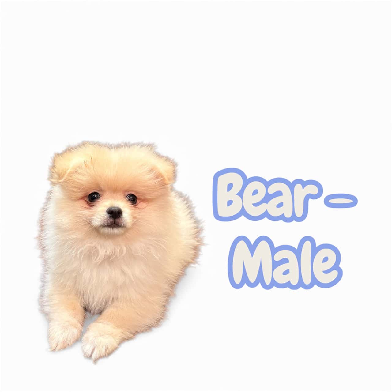 Pomeranian Puppies – Ready for Their New Homes image 4