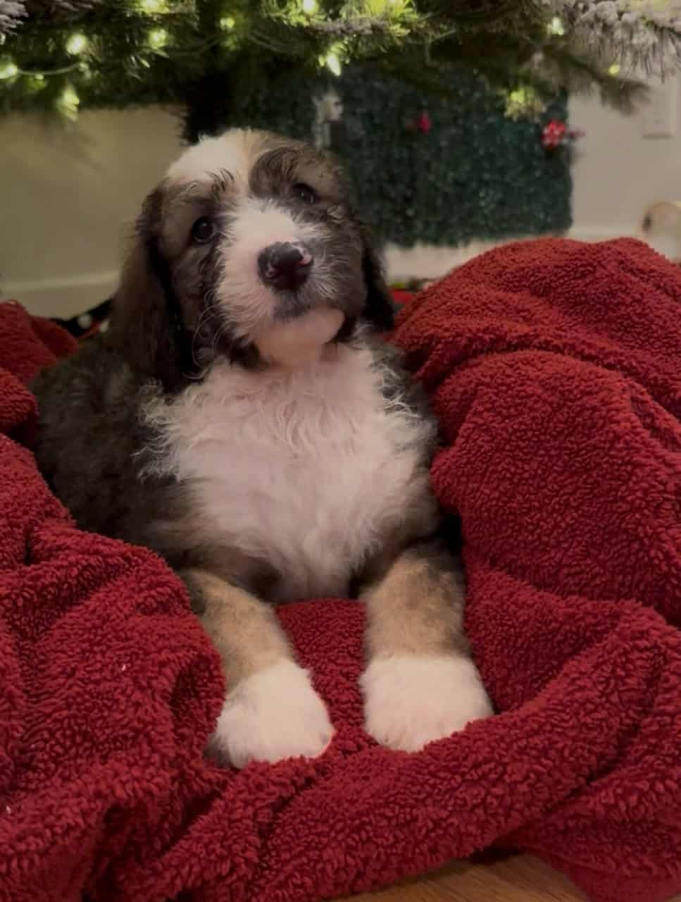 Sheepadoodle puppies image 2