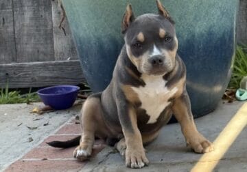 Blue tricolor 6 month old Male Pocket bully