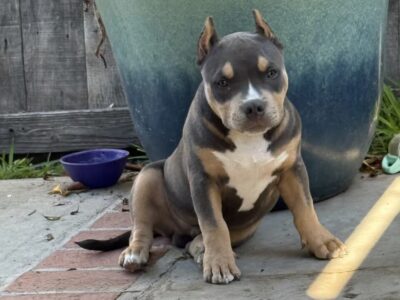 Blue tricolor 6 month old Male Pocket bully