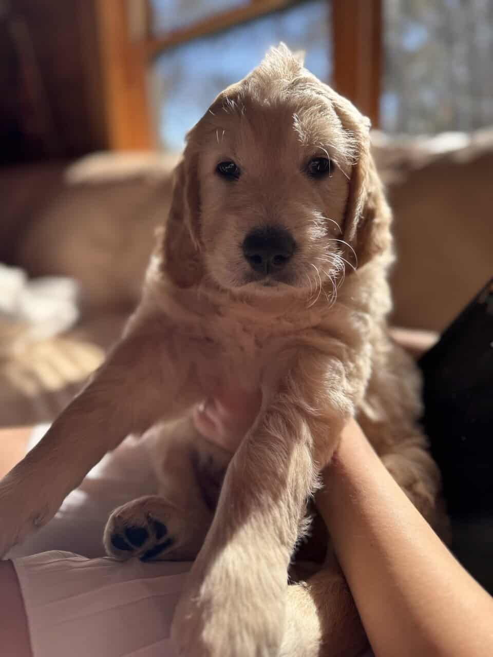 Birdy - Playful Goldendoodle Puppy – Hypoallergenic, Smart image 2