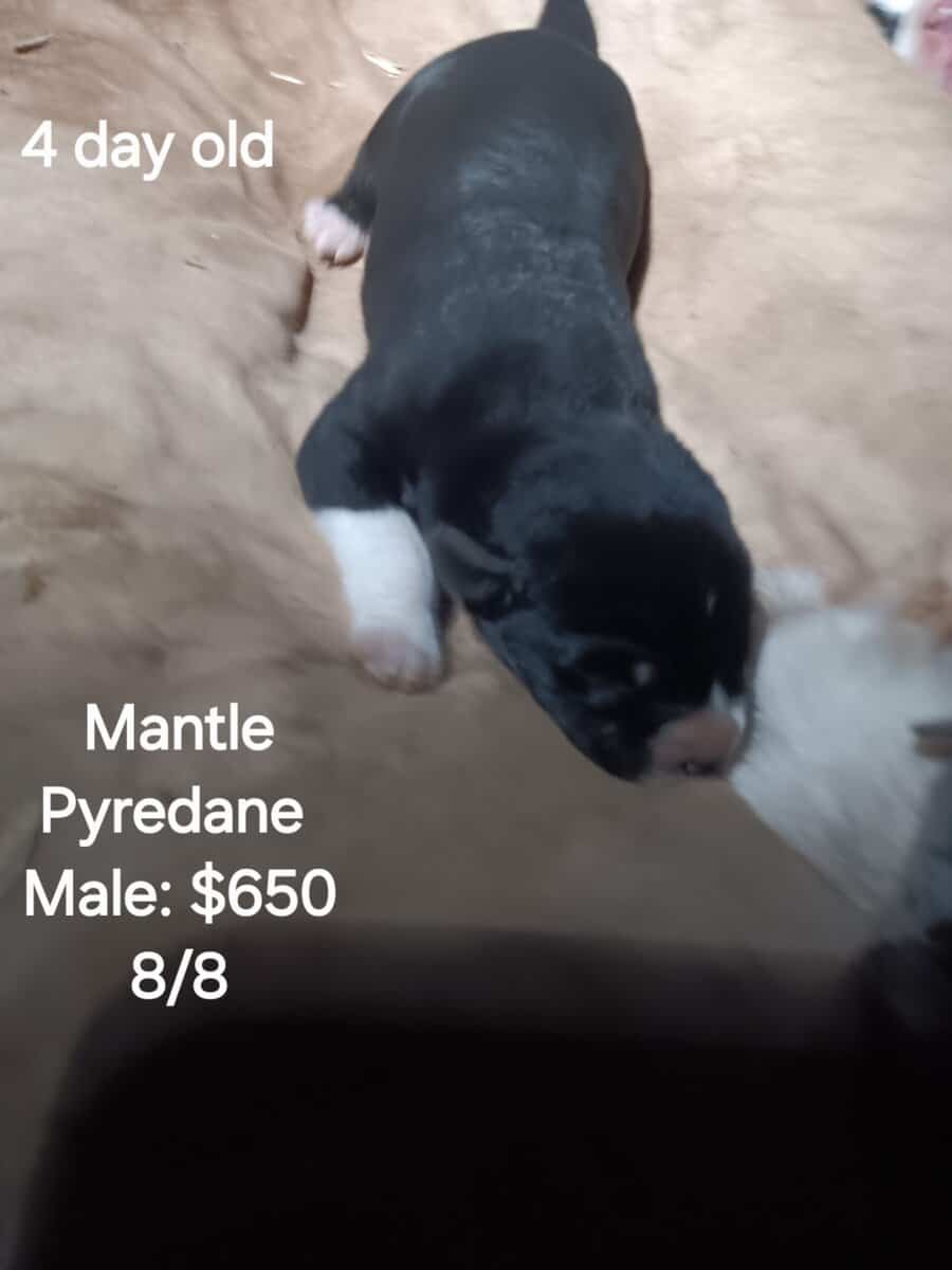 GREAT PYRE-DANE PUPPIES image 9