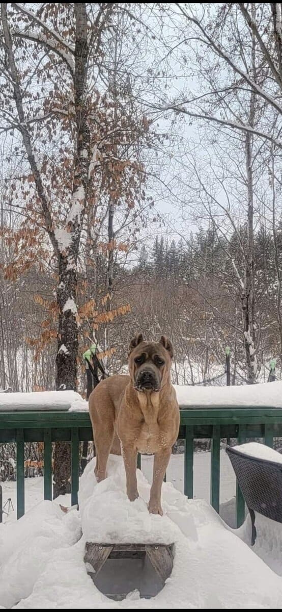 PURE CANE CORSO PUPS🐾 image 13
