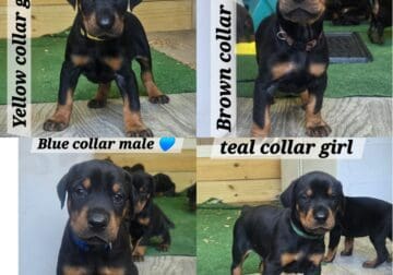 AKC Registered European Doberman