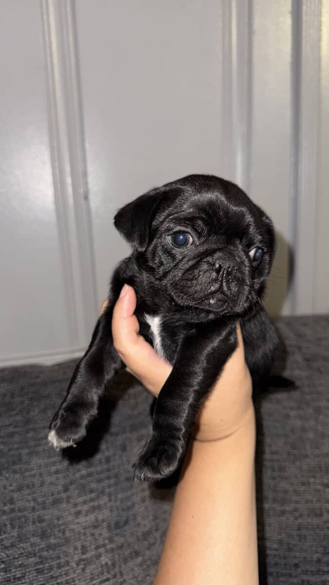 Pug puppy image 2