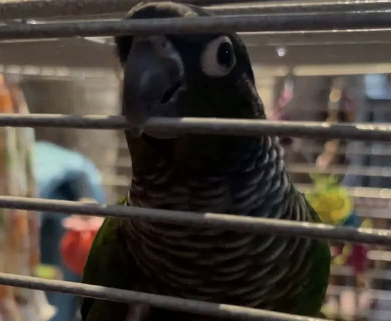 Green Cheek image 1
