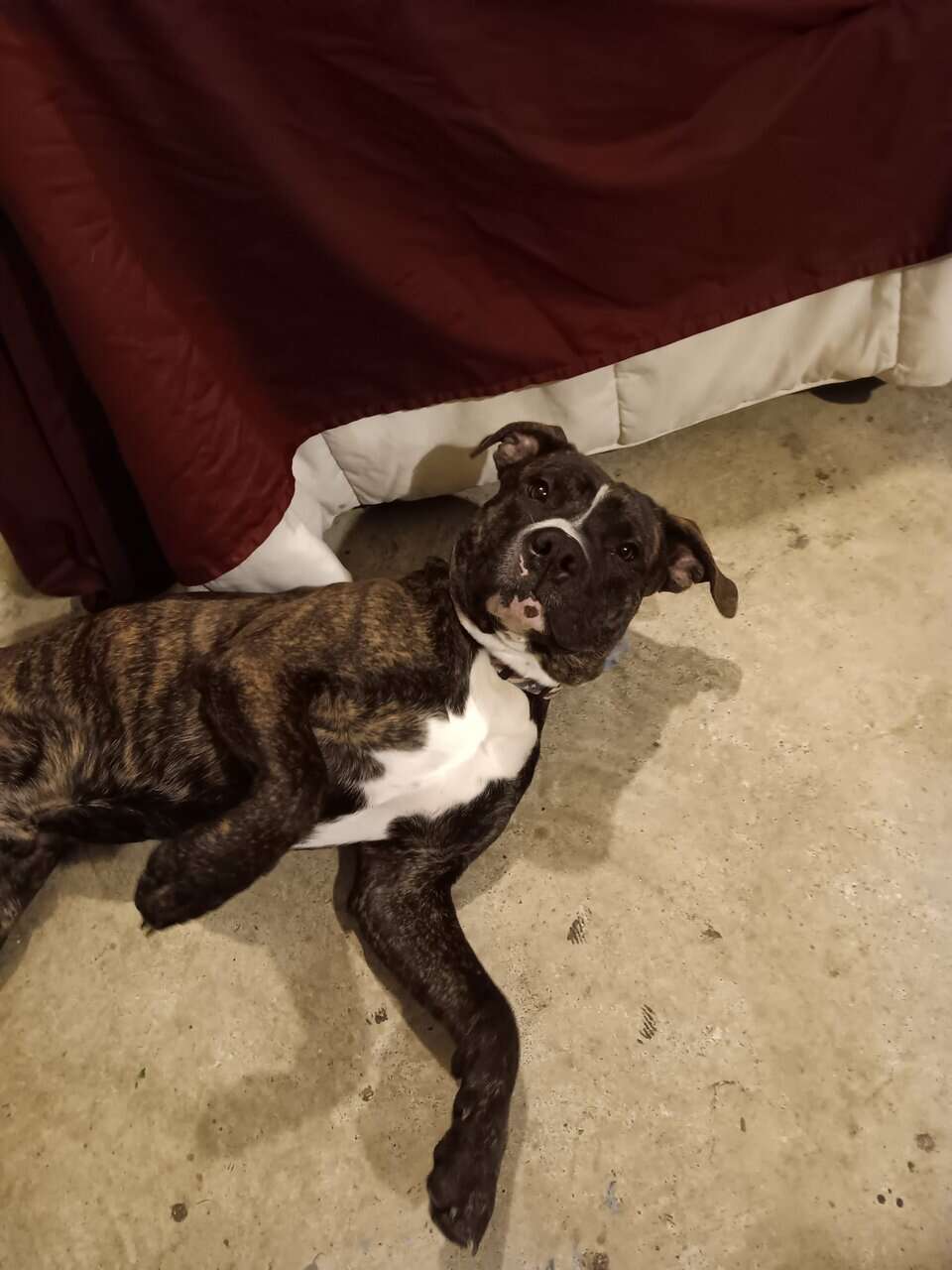Sweetest 11 month puppy image 2