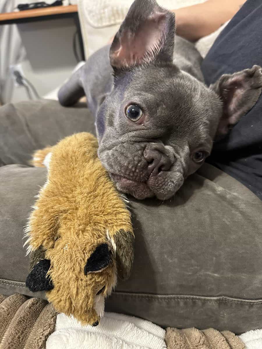 Lilac Female French Bulldog 1 year 5 months image 2