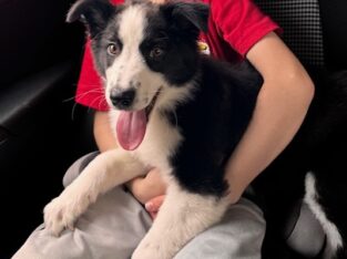 Aussie/Catahoula Cross