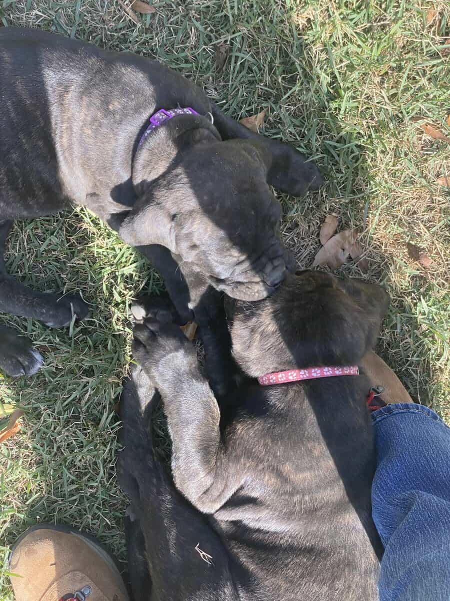Cane Corso Puppies image 8