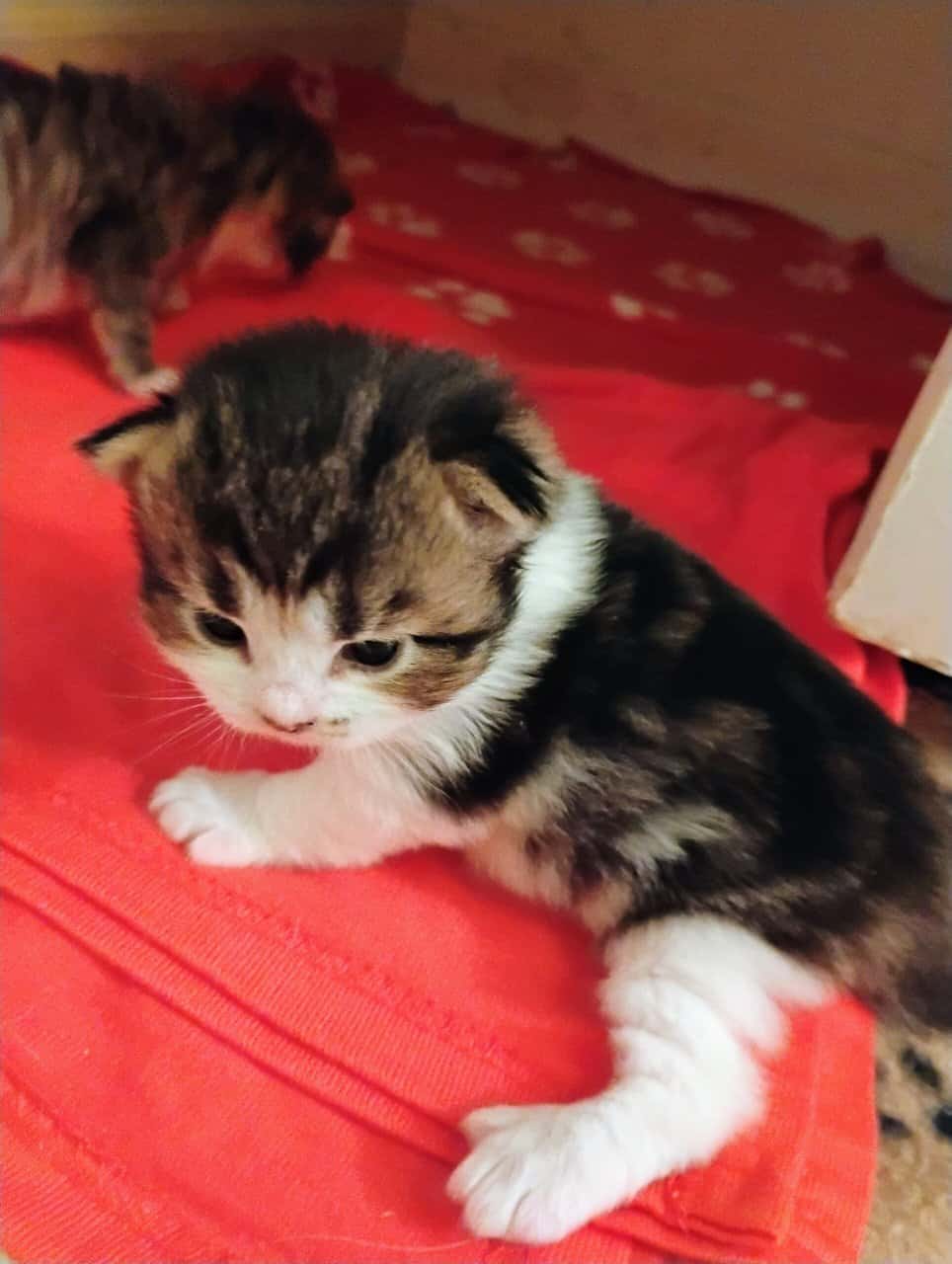 Siberian kittens image 3