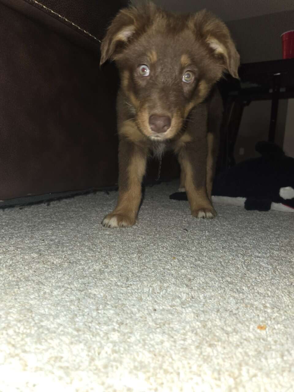 Australian Shepherd image 1