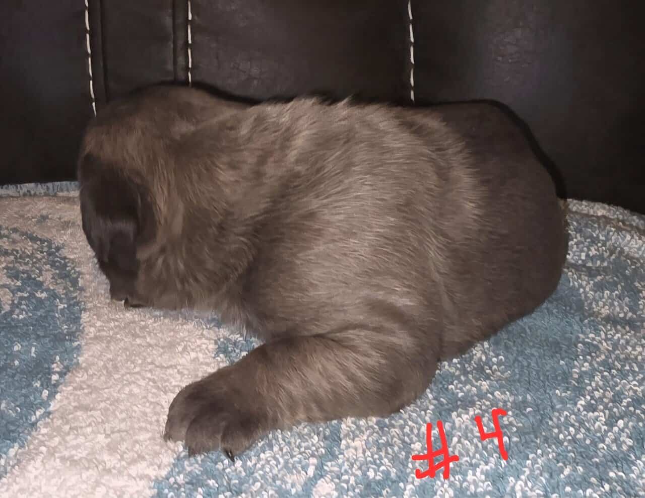 Cane Corso puppies image 3