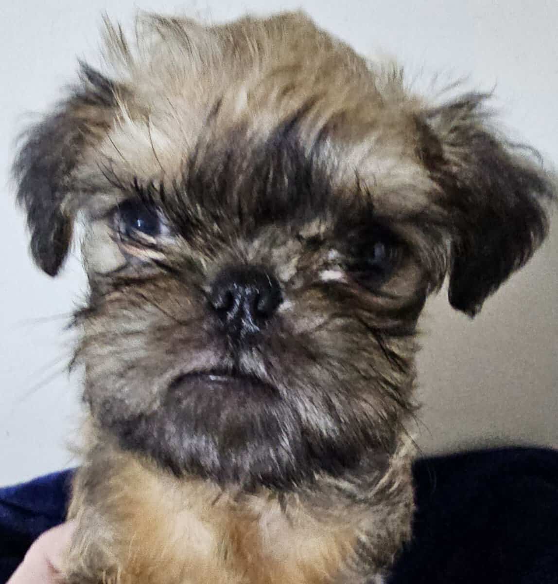 Brussels Griffon Rough Coat puppies available image 3