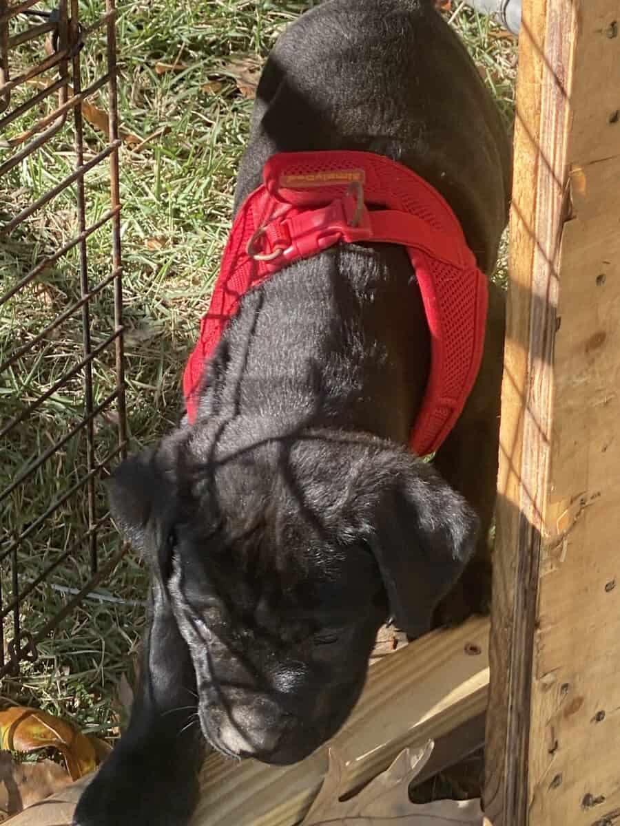 Cane Corso Puppies image 2