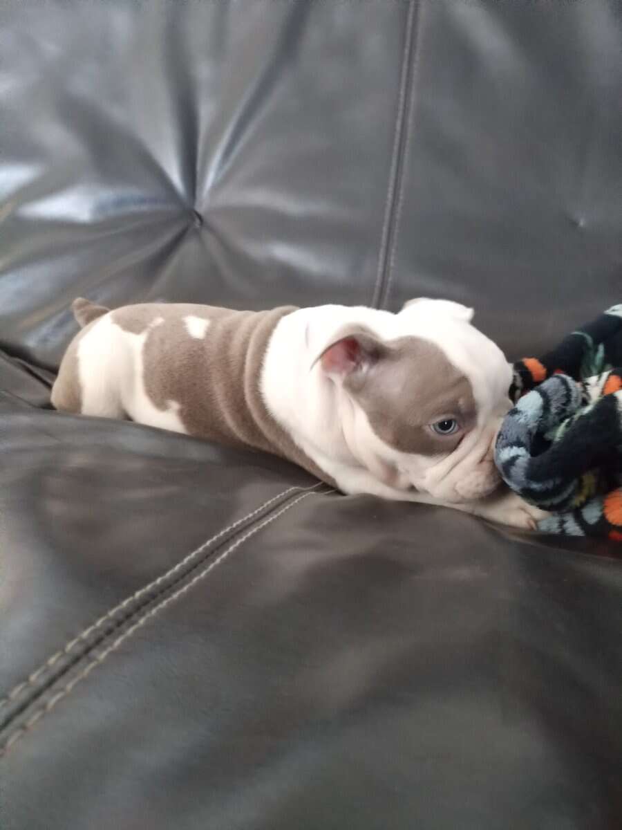 Rare Color Pocket Bullies – Piebald, Tan Points, B image 2