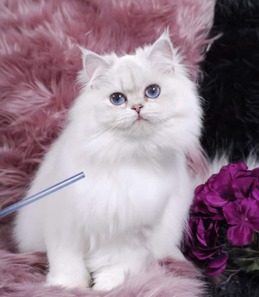 Silver chinchilla British shorthair female wcf image 15