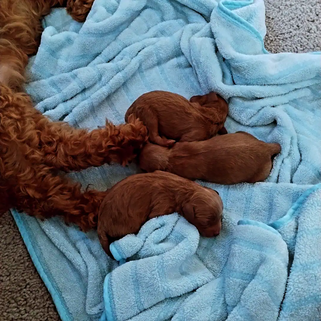 Cavapoo puppies! Ready for you to love! image 8