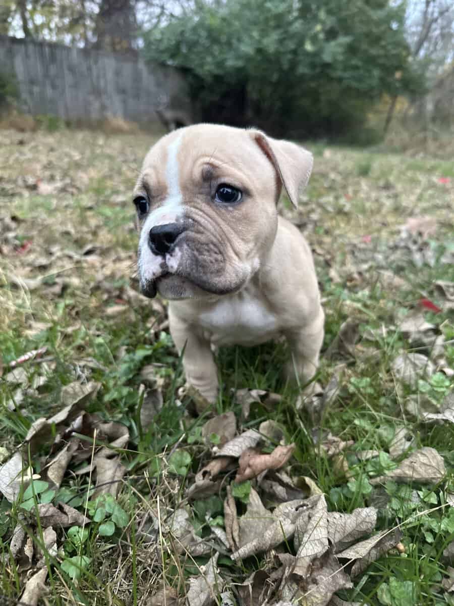 Thor (Champion Bloodline) image 8