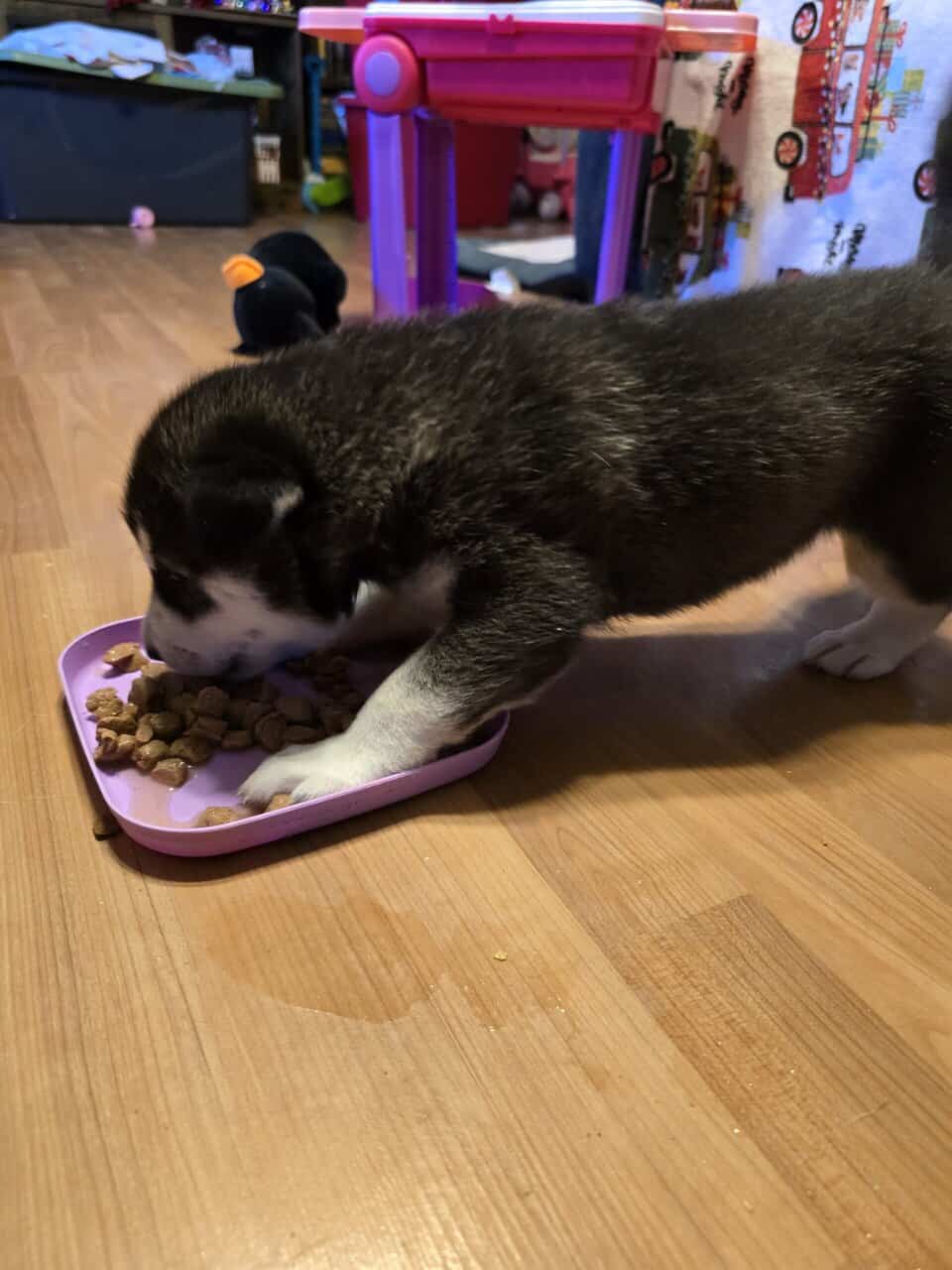 Siberian husky image 3