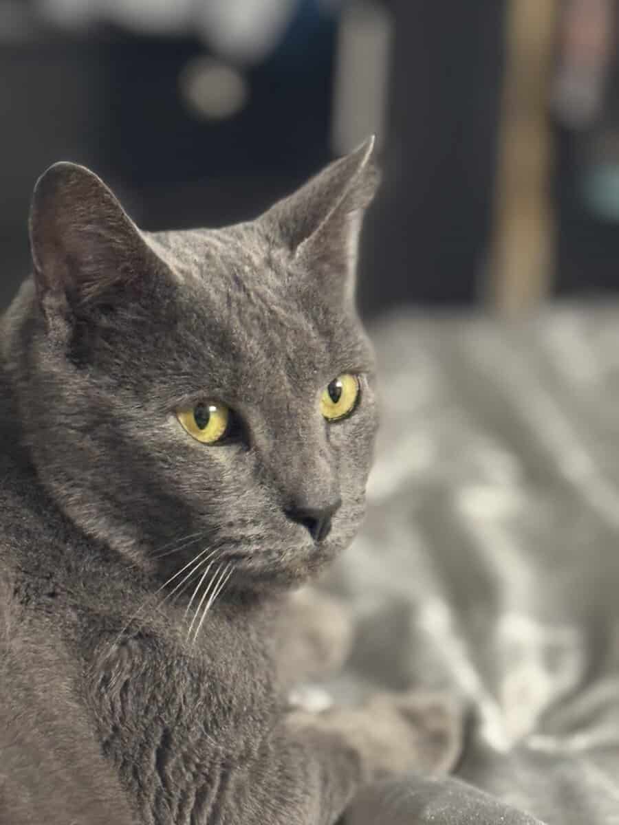 KitKat aka Mojo image 1