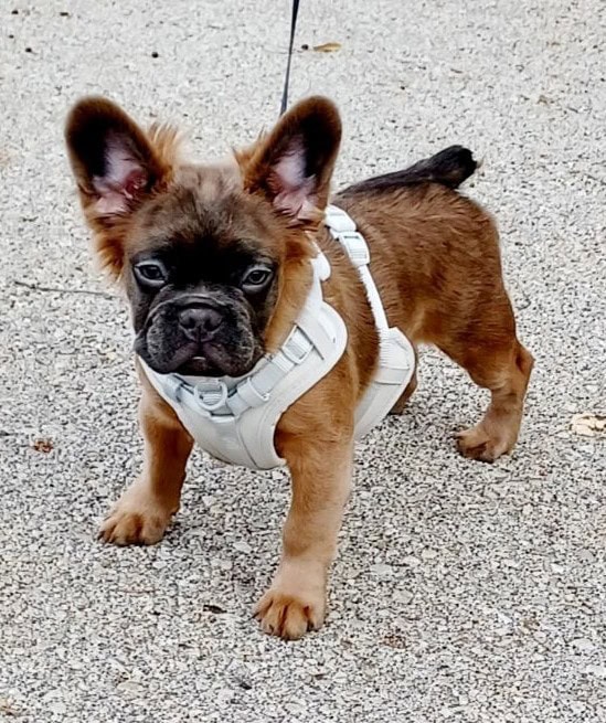 Fluffy French Bulldog Puppy image 1