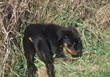 Rottweiler Male