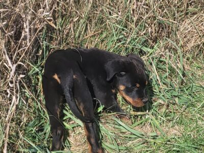Rottweiler Male
