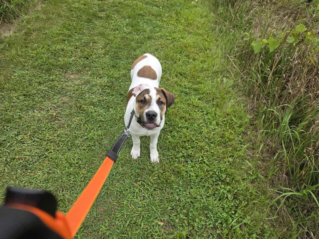 Mastiff looking for new caring home. image 2