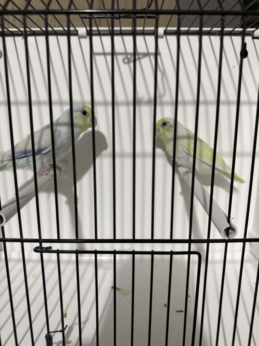 Parrotlets image 4