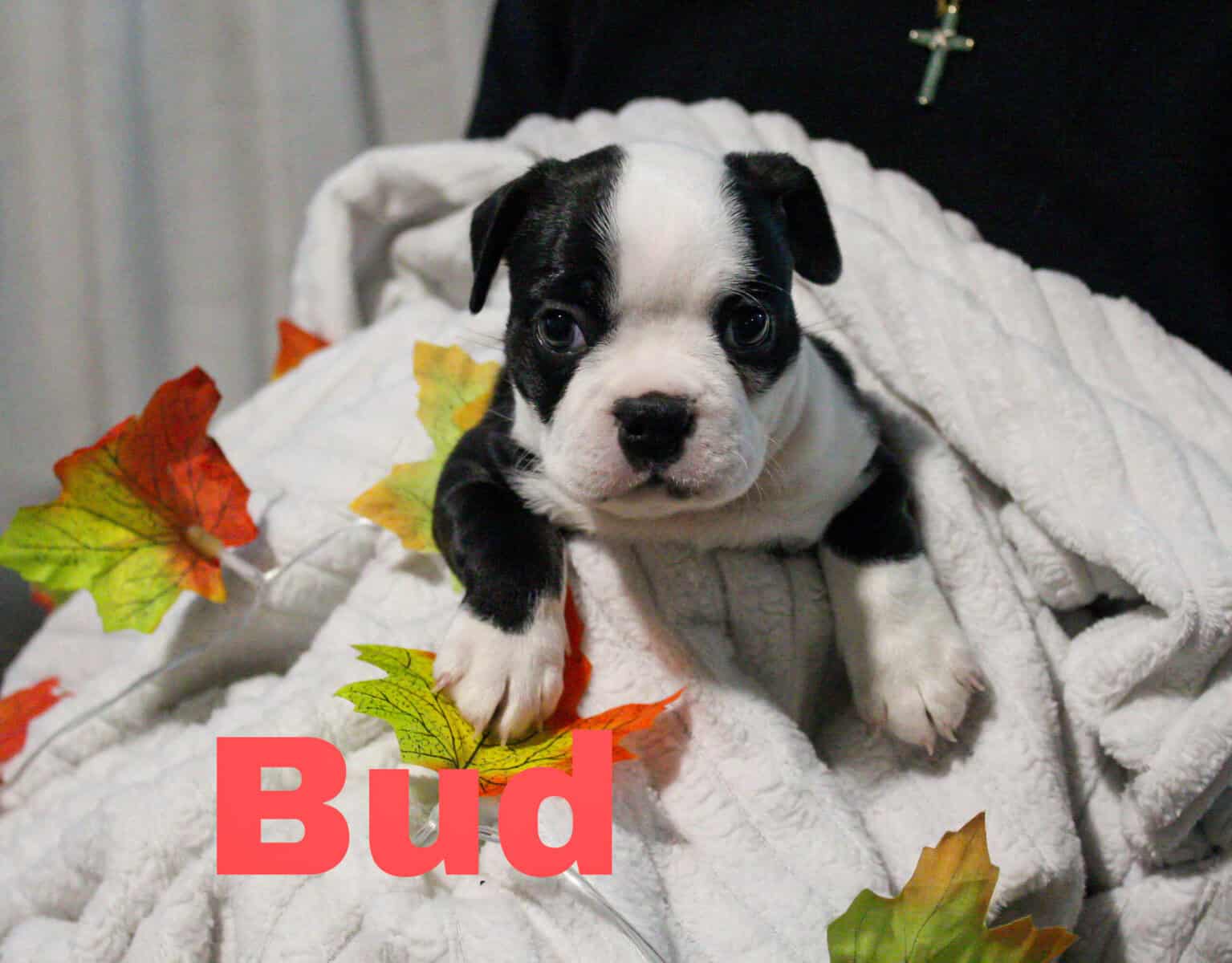 8 Boston Terrier Puppies image 3