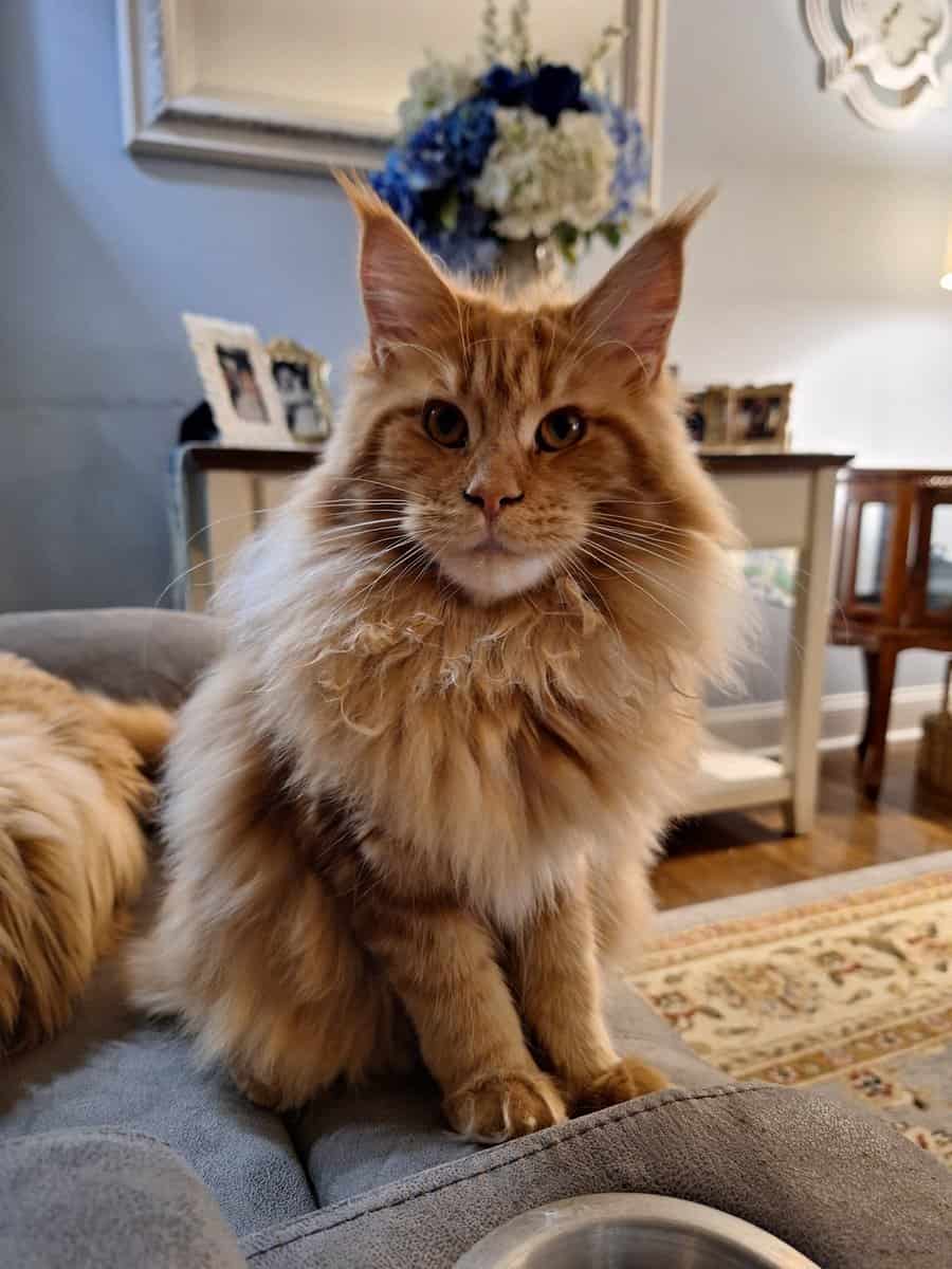 Maine coon kittens image 9