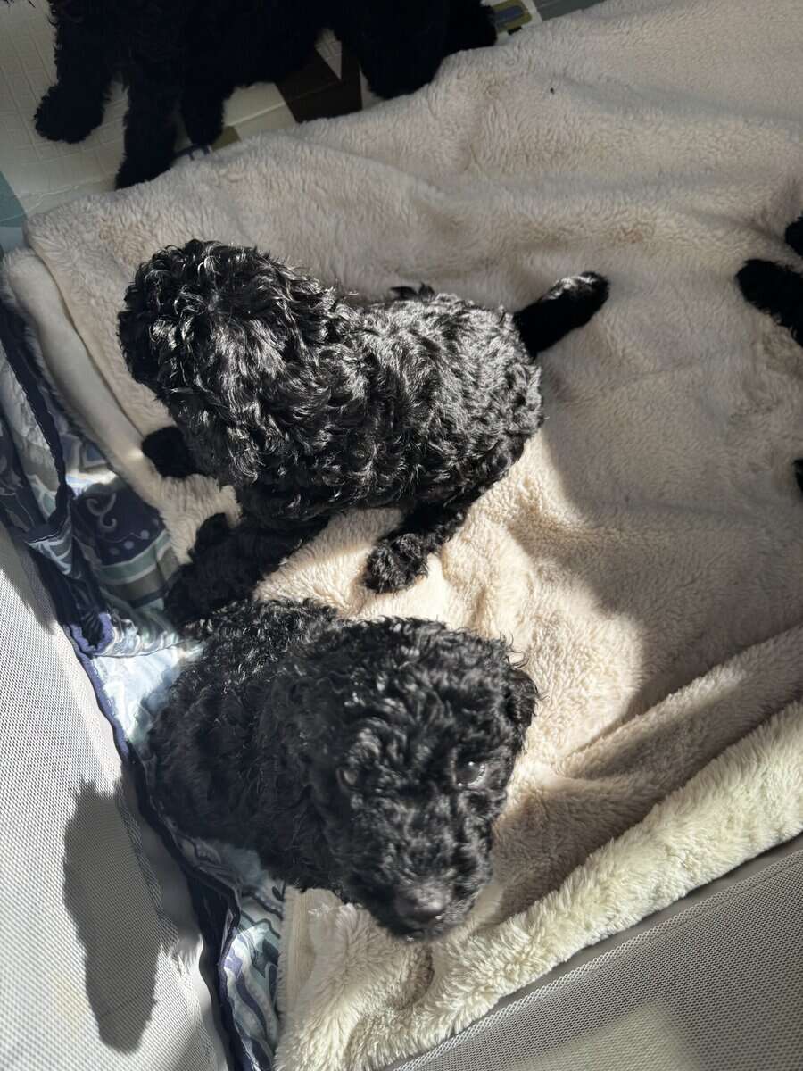 Standard Poodle Puppies – Family Raised – Ready image 11