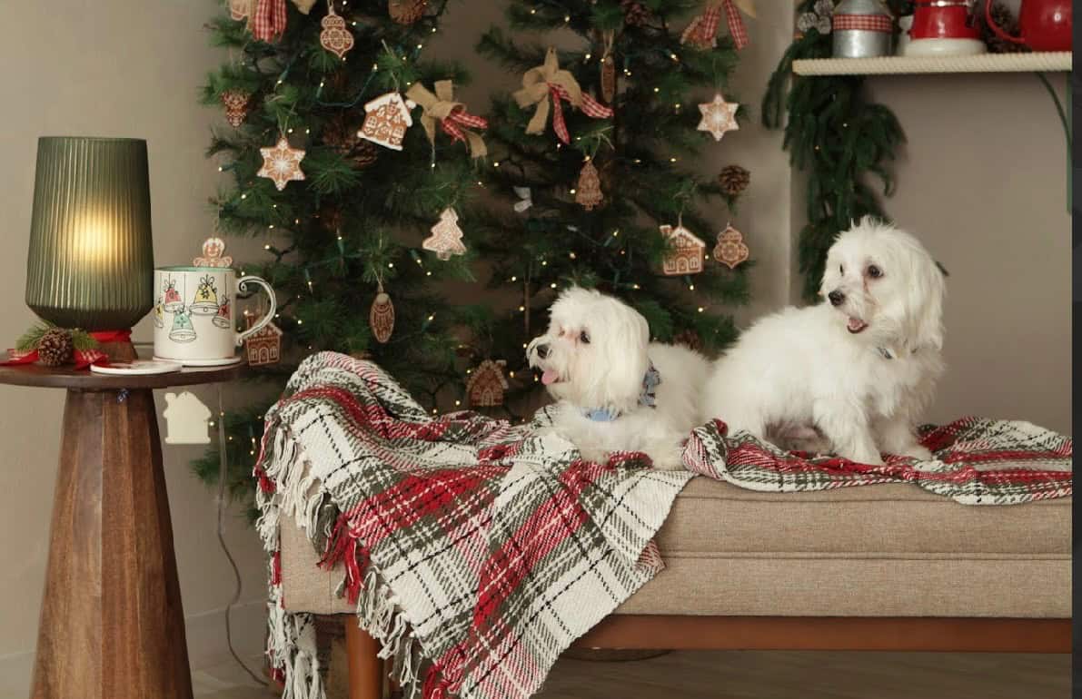 Adorable Maltese Puppies Ready for Loving home! image 1