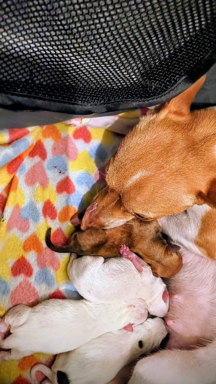 TOY Chihuahua Puppies – Ready Christmas Eve! ✨🎄 - image 15