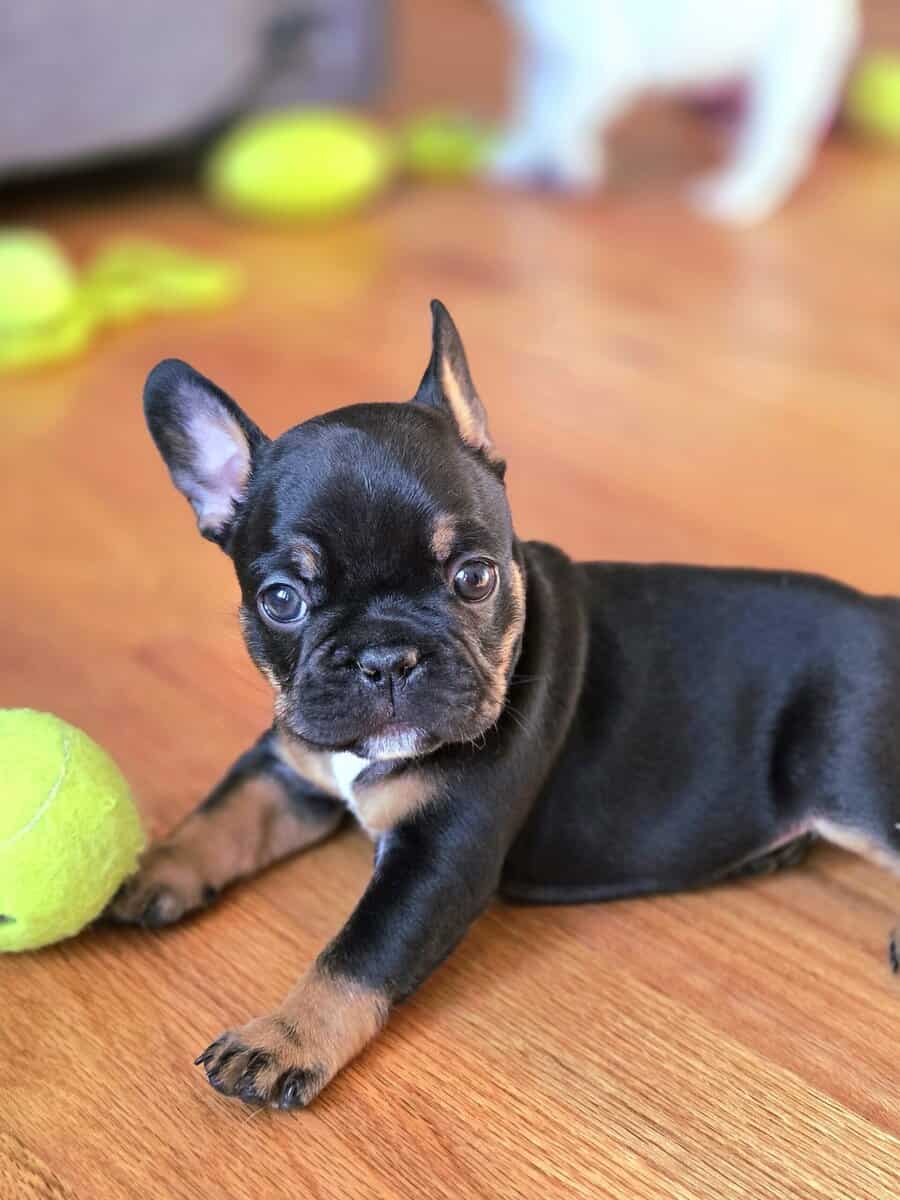 AKC Female frenchie for sale image 3