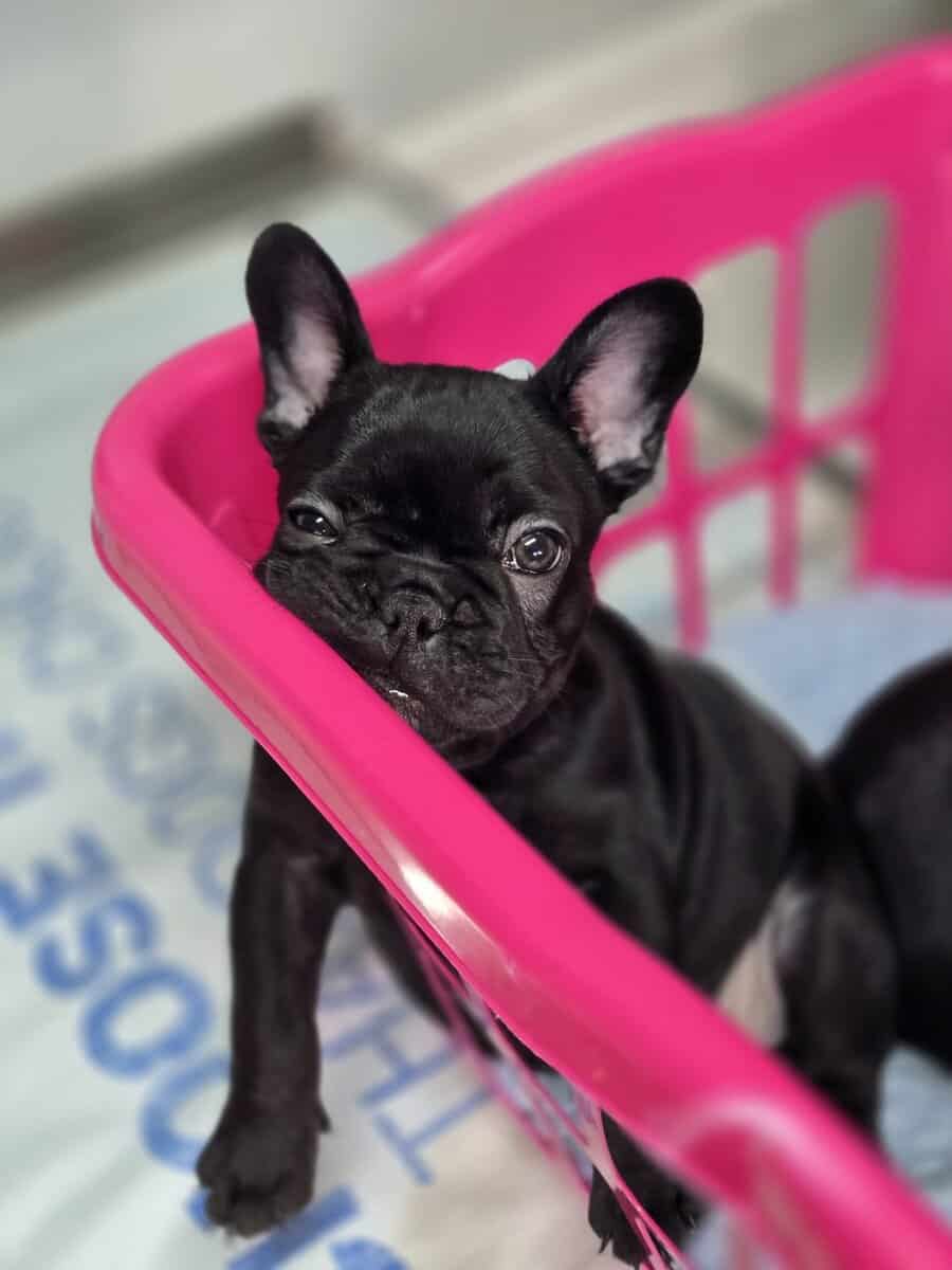 French bulldog puppies image 2