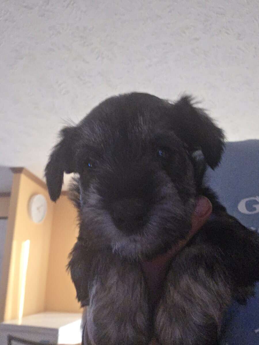 Miniature schnauzer image 8