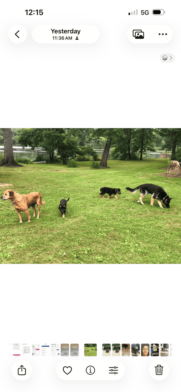 German Shepherd Rottweiler Great Pyrenees Pups 8w image 8