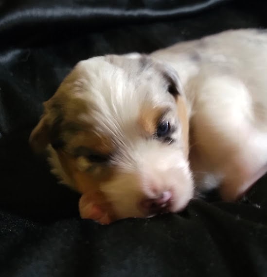 ***** Christmas Puppies ***** image 8