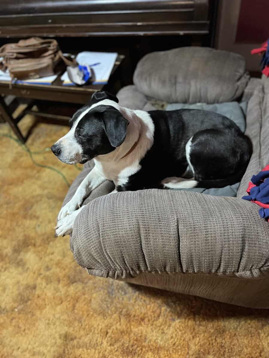 Free to a good home. Meet Elvis image 2