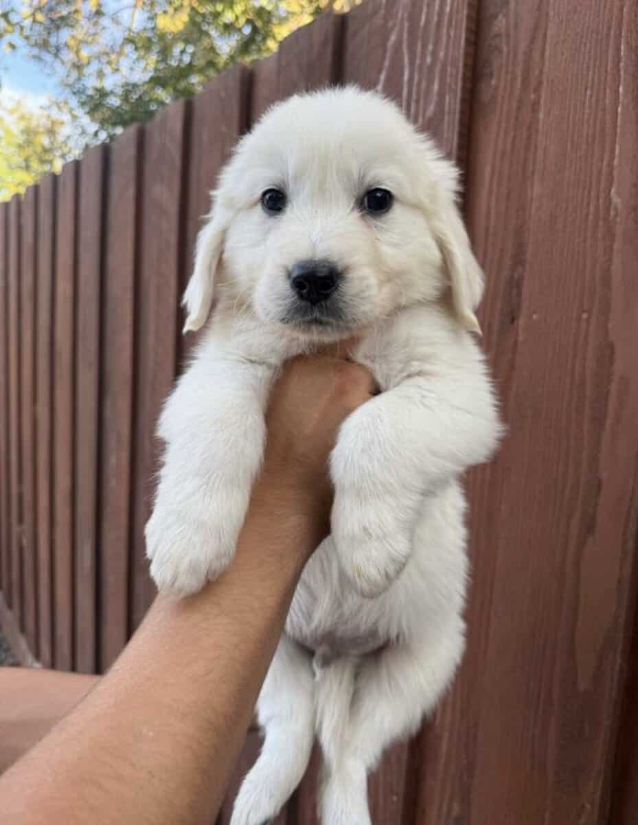 English cream golden retriever image 1